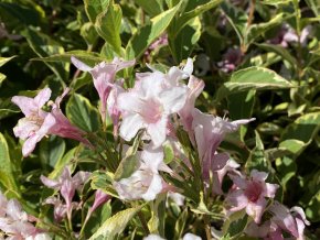 Weigela florida 'Nana Variegata' - vajgélie květnatá