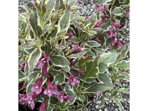 Weigela florida 'Verweig van Gogh' - vajgélie květnatá