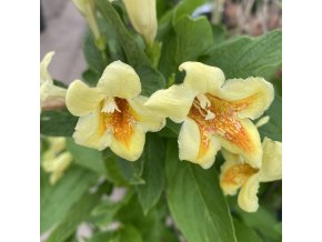Weigela middendorffiana 'Mango' - vajgélie middendorfova