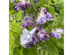 Wisteria floribunda 'Black Dragon'/ syn. 'Violacea Plena' - vistárie