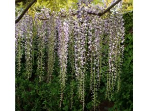 Wisteria floribunda 'Multijuga'/syn. 'Macrobotrys' - vistárie