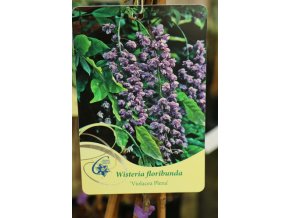 Wisteria floribunda 'Violacea Plena' - vistárie