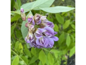 Wisteria frutescens 'LONGWOOD PURPLE' - vistárie