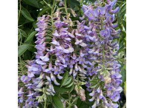 Wisteria macrostachya 'Blue Moon' - vistárie