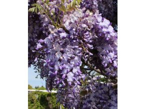 Wisteria sinensis 'Ametyst'/ syn. 'Caroline' - vistárie čínská