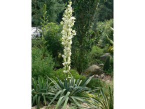 Yucca filamentosa - juka