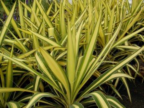 Yucca filamentosa 'Golden Sword' - juka