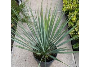 Yucca rostrata 'Sapphire Skies' - juka stromová