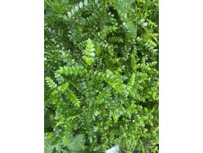 Zanthoxylum piperitum