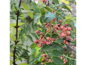 Zanthoxylum schinifolium - žlutodřev lentyškolistý