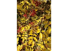 Zanthoxylum simulans - žlutodřev čínský