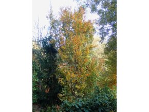 Zelkova serrata 'Fastigiata' - zelkova ostrolistá