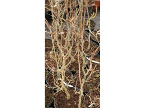 Zelkova serrata 'Goblin' - zelkova ostrolistá