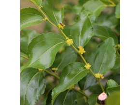 Ziziphus jujuba