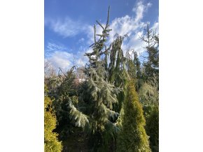 Picea omorika 'Pendula Bruns' bal - smrk Pančičův