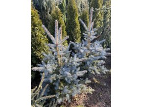 Picea pungens 'Glauca' semenáč balové - smrk pichlavý