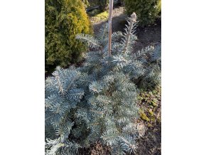 Abies concolor 'Halina' bal - jedle ojíněná