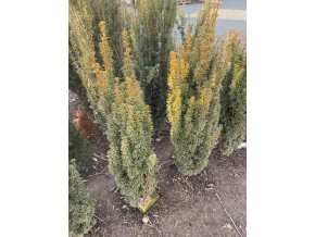 Taxus baccata 'David' bal - tis červený
