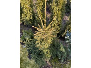 Picea abies 'Uwe' bal - smrk ztepilý