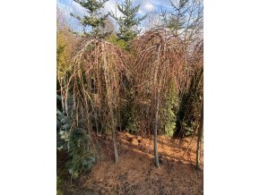 Larix kaempferi 'Stiff Weeping' bal - modřín japonský