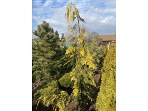 Chamaecyparis lawsoniana 'Filips Golden Tears' bal - cypříšek lawsonův