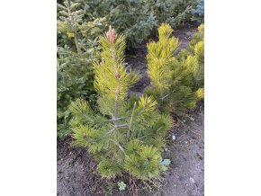 Pinus leucodermis bal - borovice bělokorá