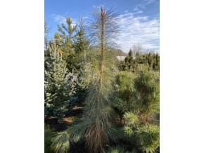 Pinus ponderosa 'Pendula' 'Peňaz' bal - borovice těžká