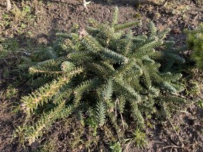Abies pinsapo 'Pendula' bal - jedle španělská