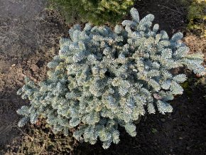 Abies procera 'Procumbens' bal - jedle stříbrná