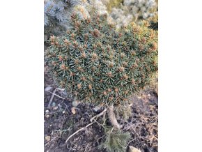 Picea Abies 'Mýta' WB kmínek bal - smrk ztepilý