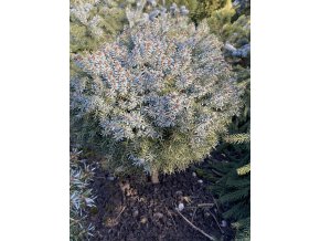 Picea omorika 'Treblitzensis' kmínek bal - smrk Pančičův