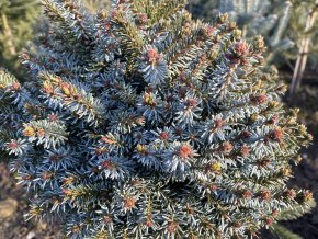 Picea omorika 'Parsfeld' kmínek bal - smrk Pančičův