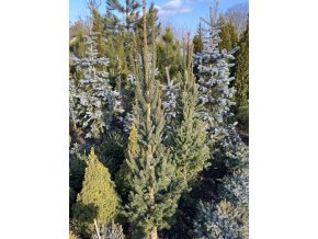Picea abies 'Cupressina' bal - smrk ztepilý