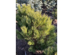 Pinus densiflora 'Globosa' bal - borovice hustokvětá