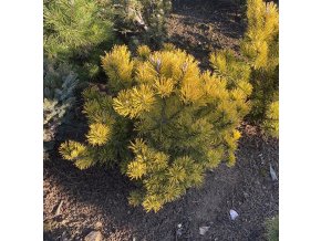 Pinus mugo 'Carstens Wintergold' bal - borovice kleč