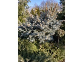 Picea pungens 'Stromovka' WB bal - smrk pichlavý