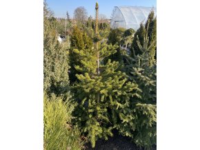 Picea polita bal - smrk lesklý
