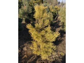 Pinus sylvestris 'Aurea' bal - borovice lesní