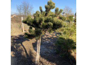 Pinus mugo 'Jakobsen' WB kmínek bal - borovice kleč