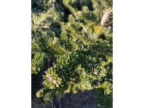 Abies firma 'Bedgebury' bal - jedle japonská