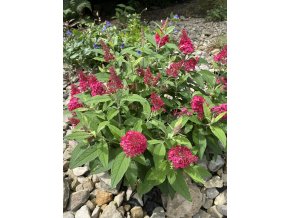 Buddleja davidii 'Little Ruby' ® - komule Davidova