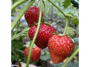 Fragaria 'Honeoye' - jahodník raný
