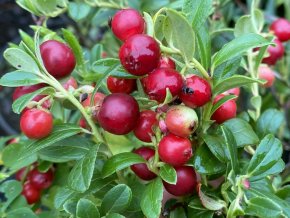 Vaccinium vitis idaea1