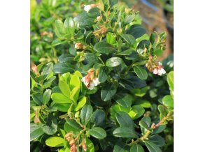 vaccinium vitisidaeaMissCherry