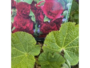 Alcea rosea plena 'Chaters Double Purple' - topolovka růžová - slézová růže