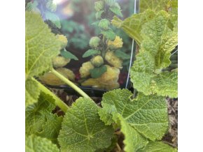 Alcea rosea plena 'Chaters Double Yellow' - topolovka růžová - slézová růže