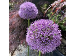 Allium 'Gladiator' - česnek okrasný