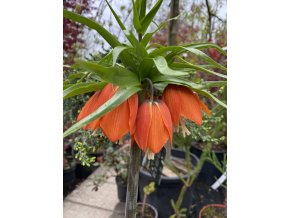 Fritillaria imperialis 'WILLIAM REX'- řebčík královský