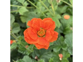 Geum coccineum 'Borisii' - kuklík šarlatový