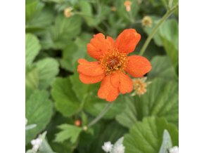 Geum coccineum 'Borisii' - kuklík šarlatový